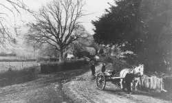 Broadleaf circa 1880